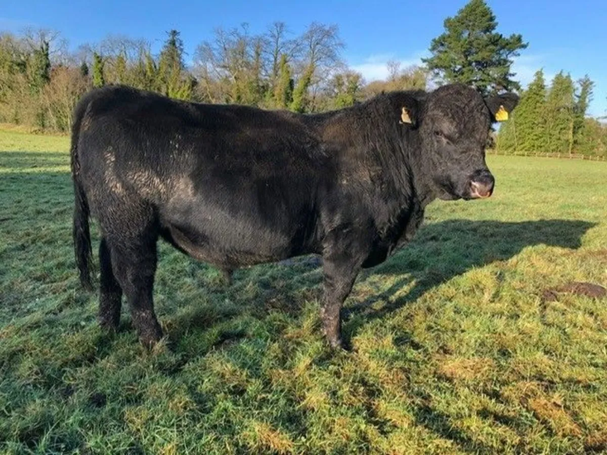 ORGANIC BULLS - Image 3