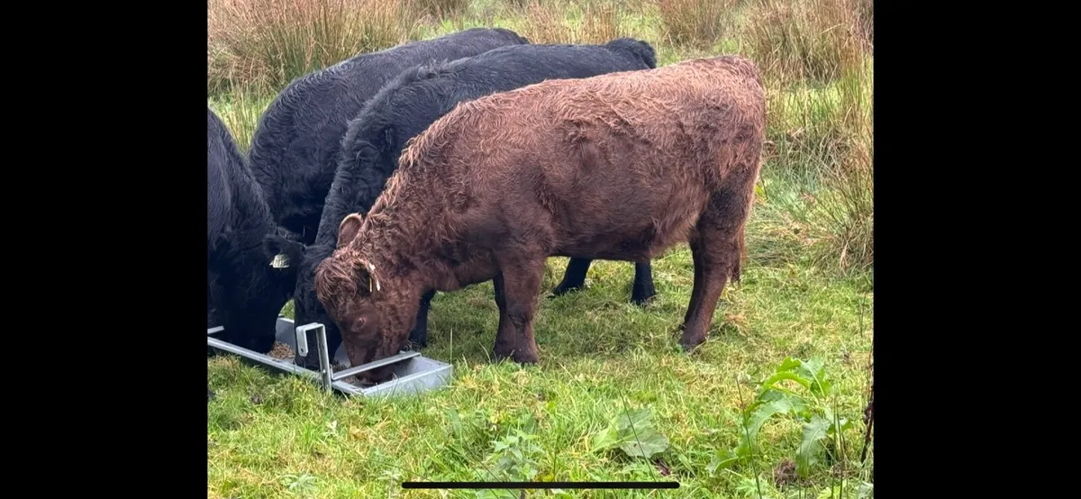 Dexter heifers for sale - Image 1