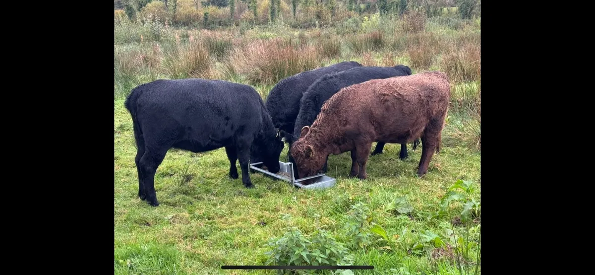 Dexter heifers for sale - Image 2