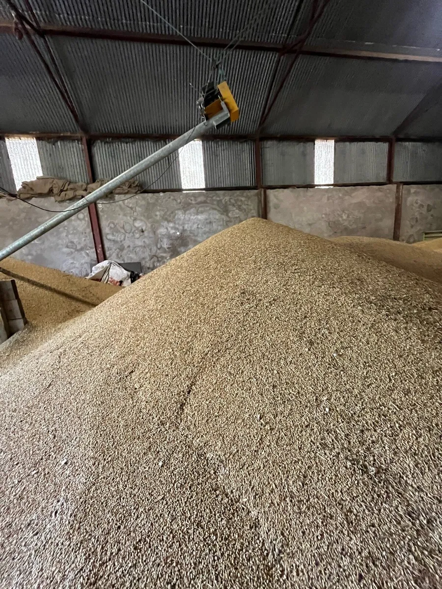 Organic Barley and Peas combicrop - Image 3