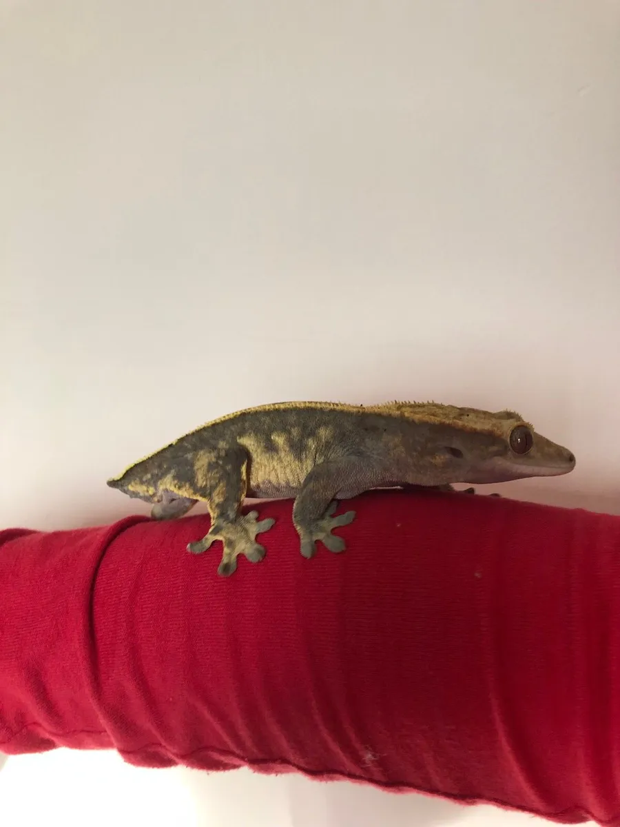 Crested geckos for sale - Image 2