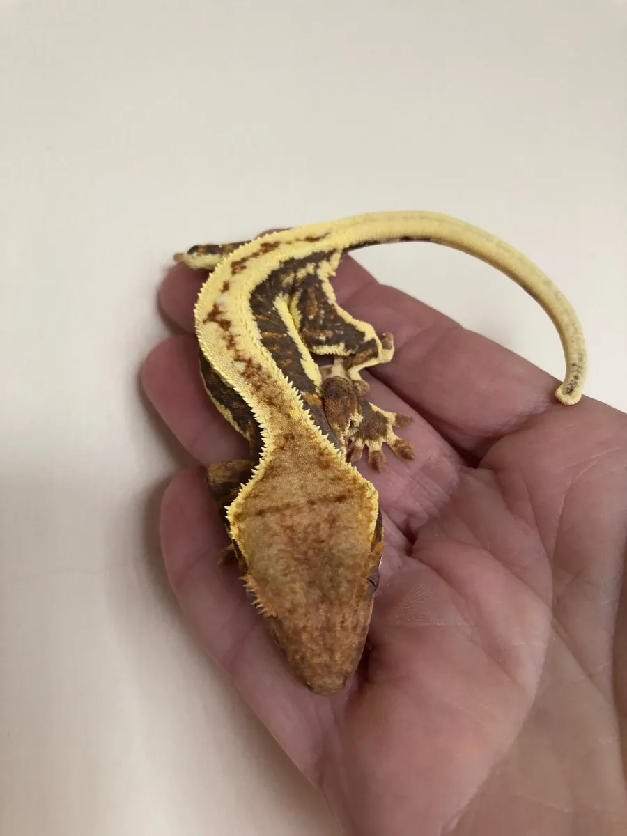 Crested geckos for sale - Image 4