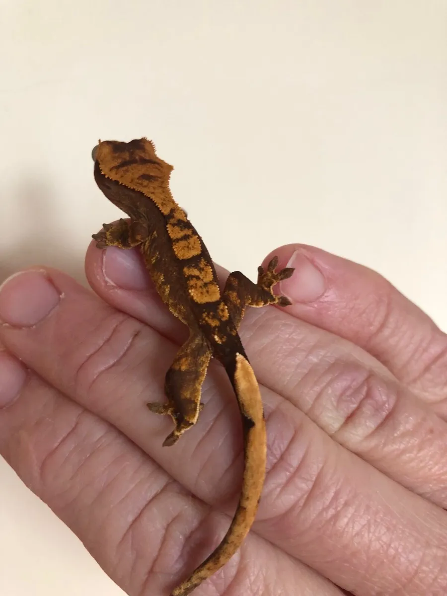 Crested geckos for sale - Image 1