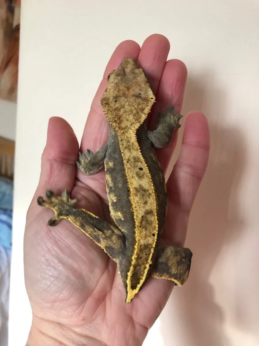 Crested geckos for sale - Image 3