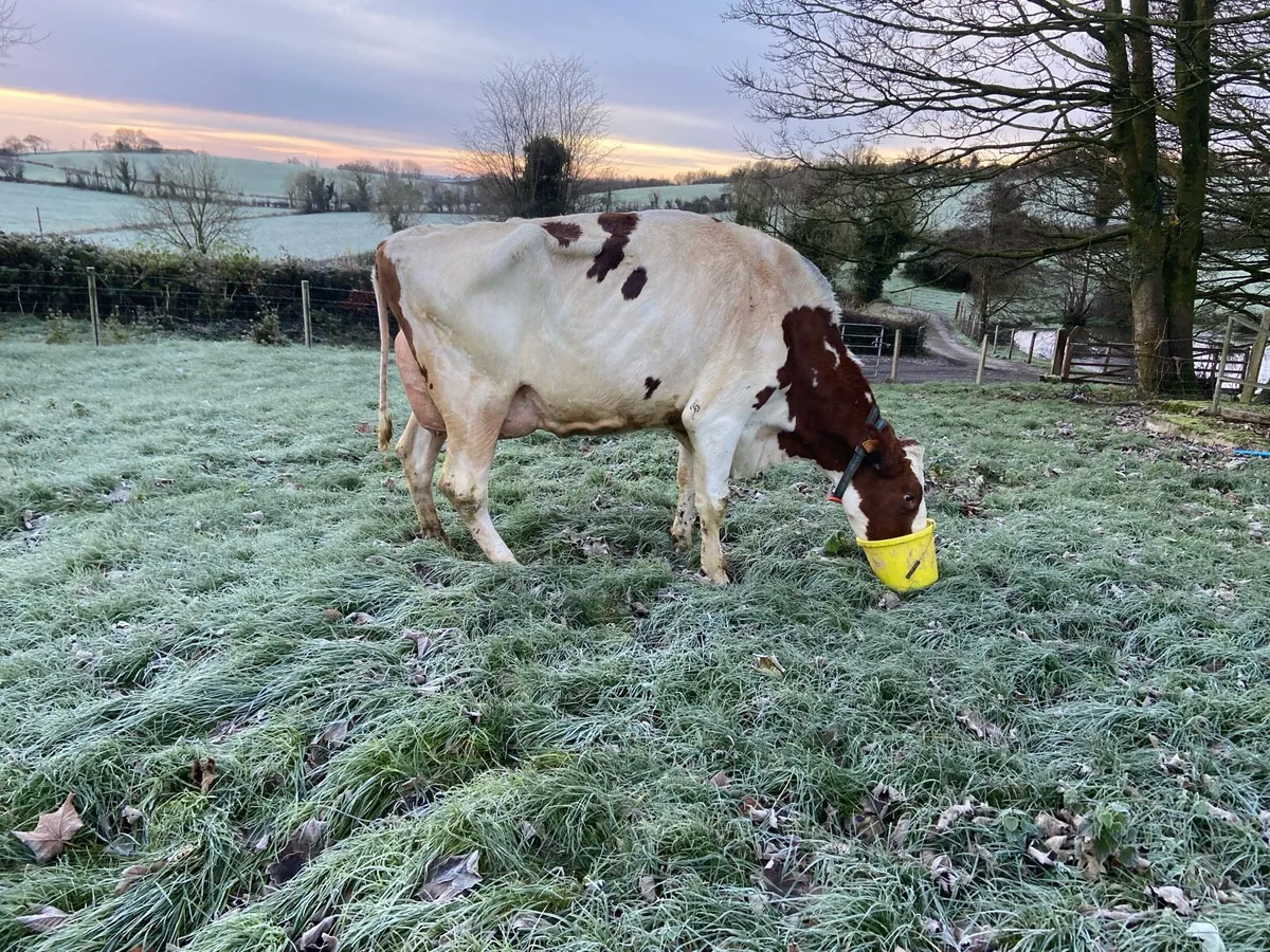 3 Well bred Holstein bulls- working (1Red & White) - Image 1