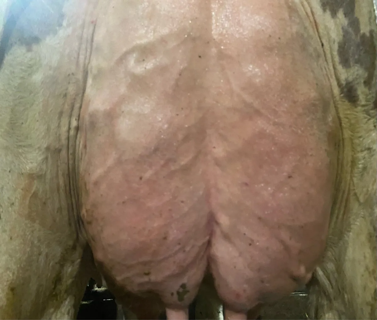 3 Well bred Holstein bulls- working (1Red & White) - Image 2