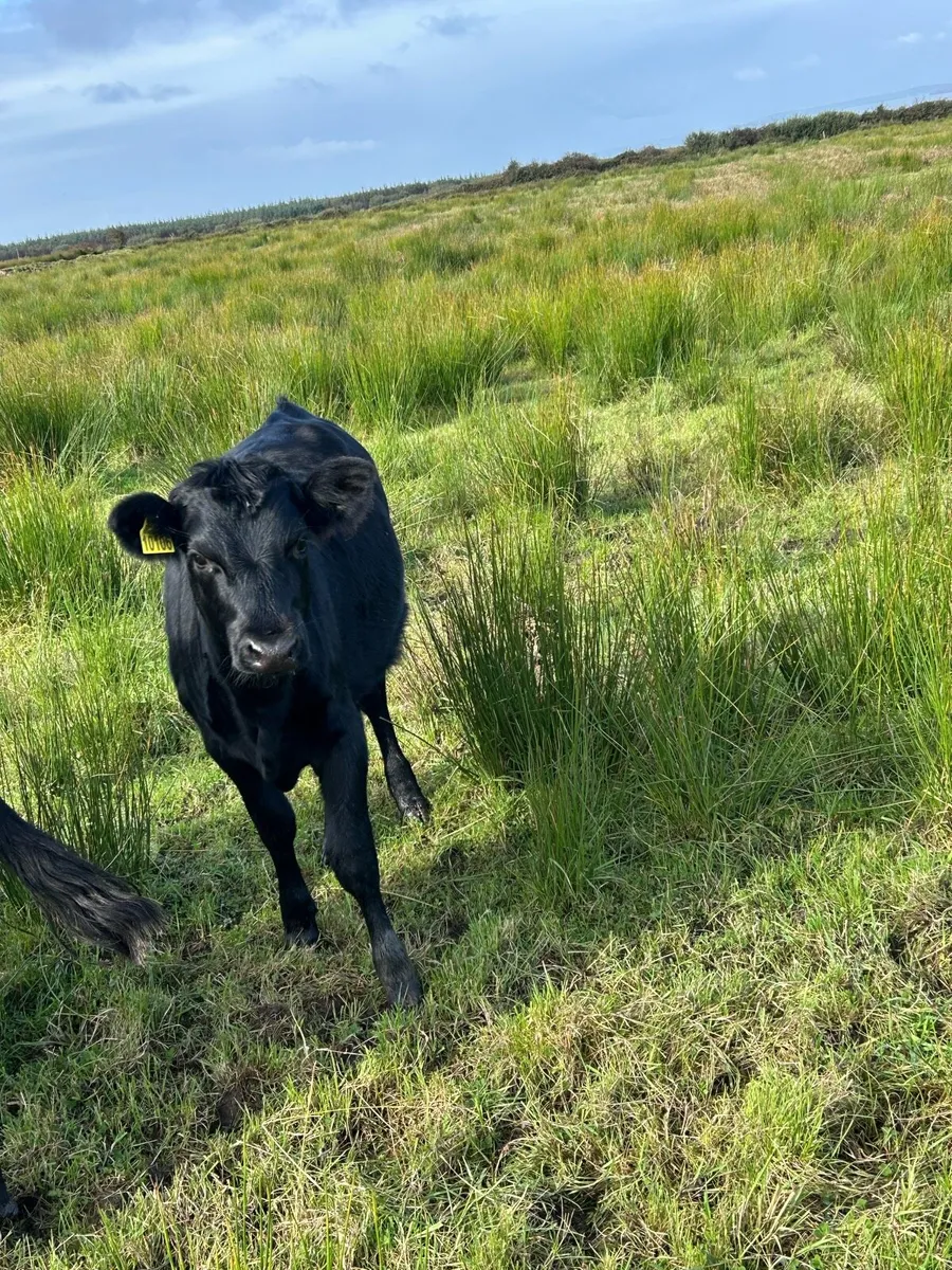 Kerry Bulls & Heifers for sale - Image 1
