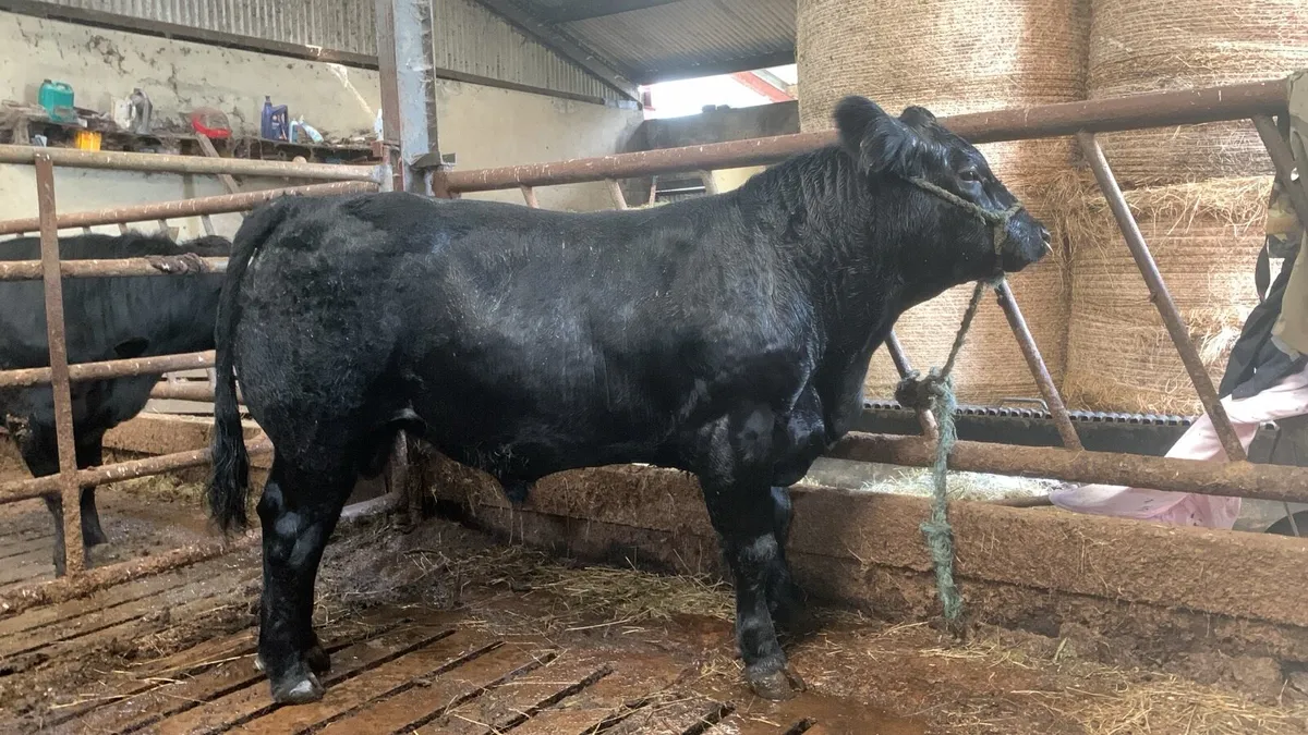 Angus Bulls - Image 2