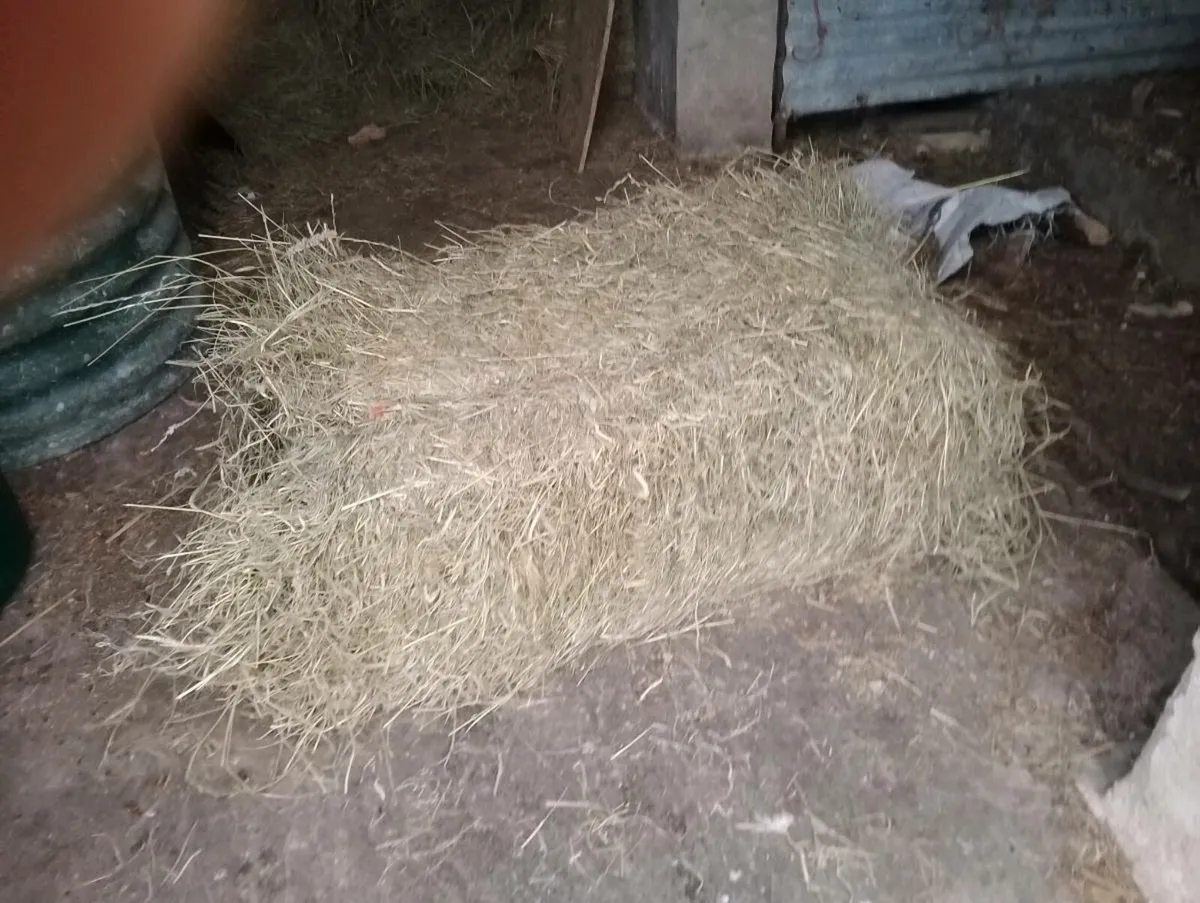 Hay - Image 1