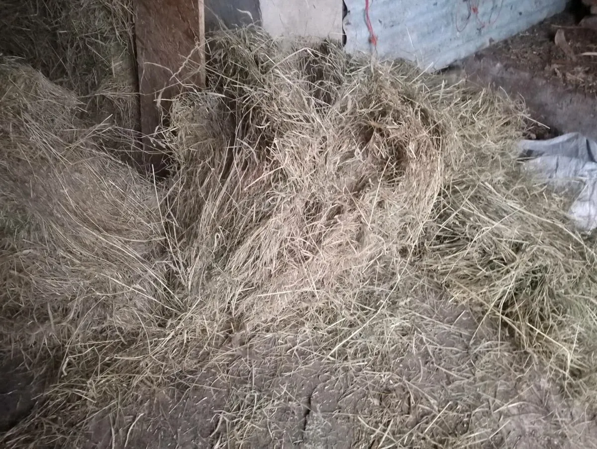 Hay - Image 2