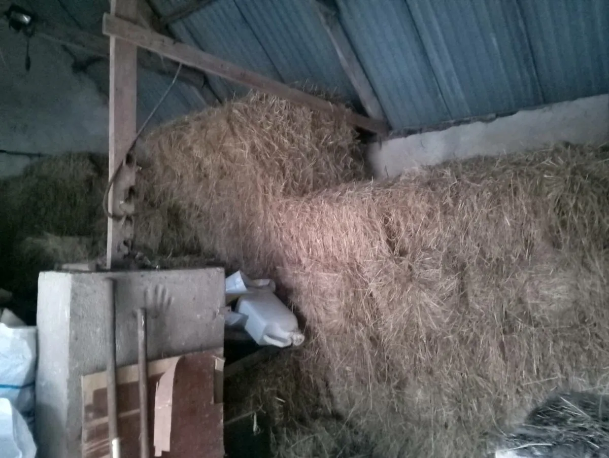 Hay - Image 3