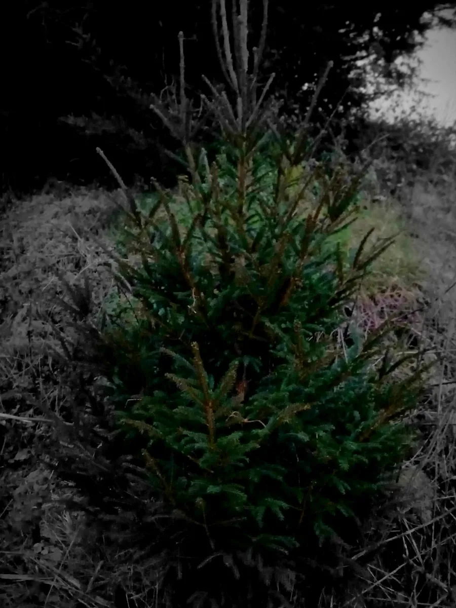 Christmas trees - Image 1