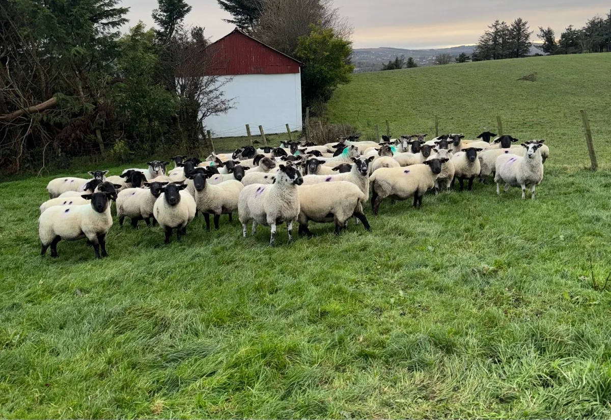 50 Scanned Inlamb Ewes - Image 1