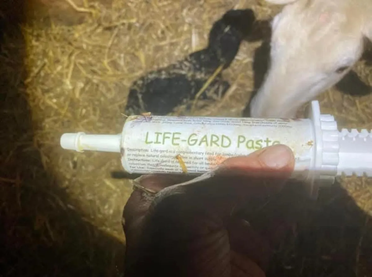 Life-Gard Colostrum Paste - Image 4