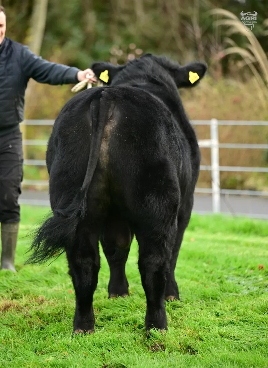 Angus Bull - Image 2