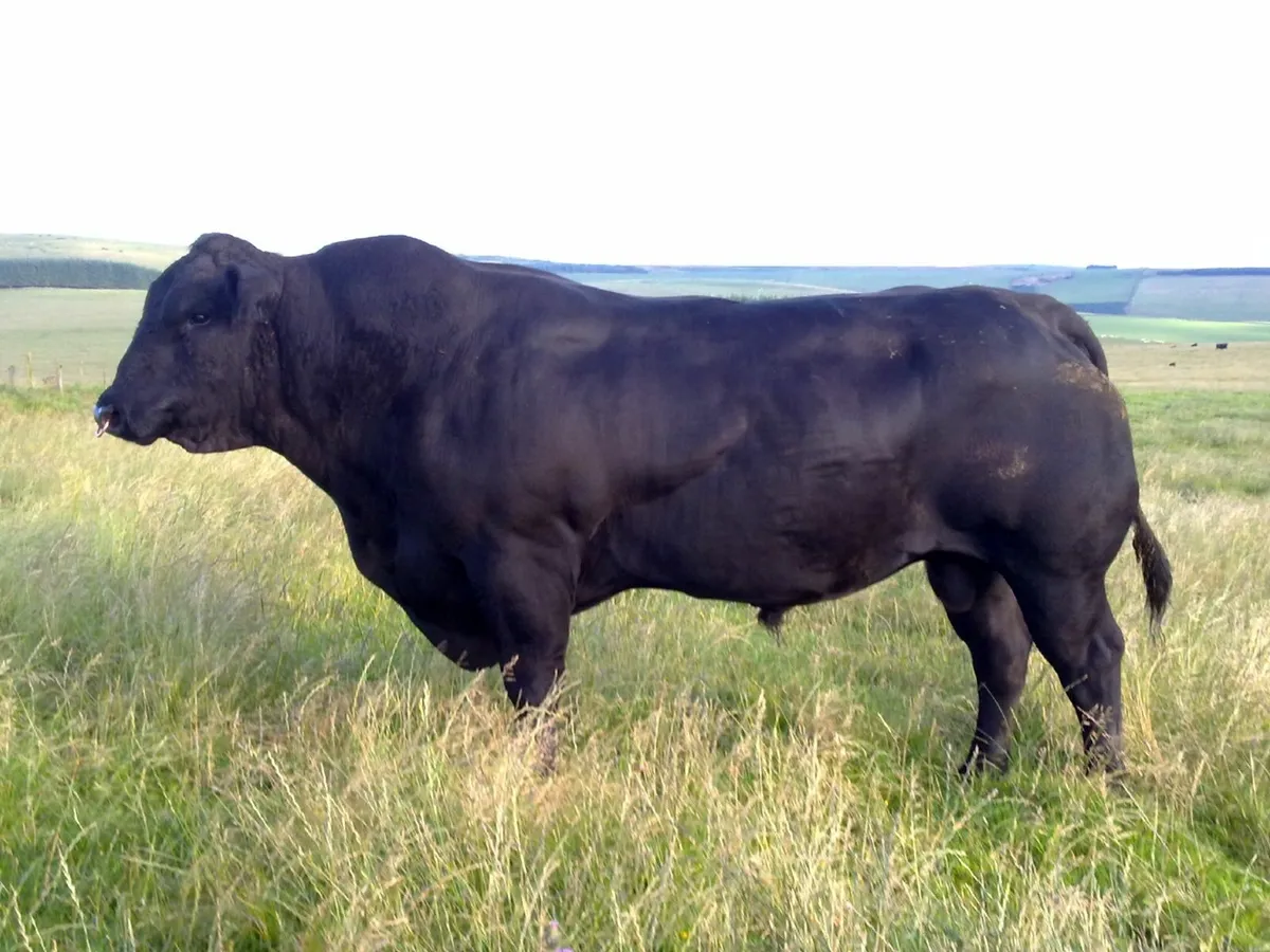 Angus Bull - Image 4