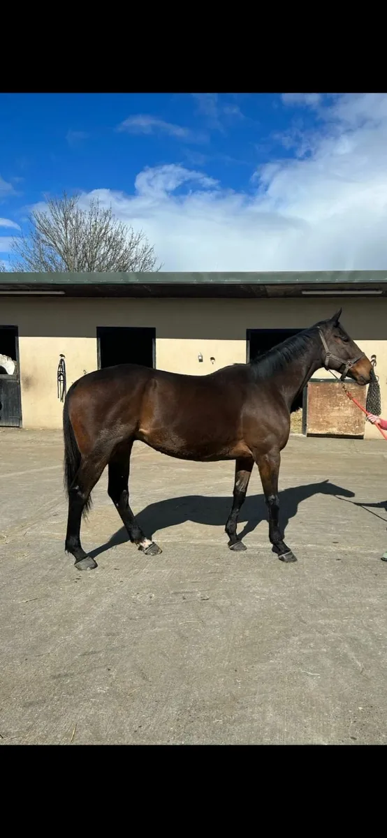 16,2 TB gelding very promising prospect! - Image 3