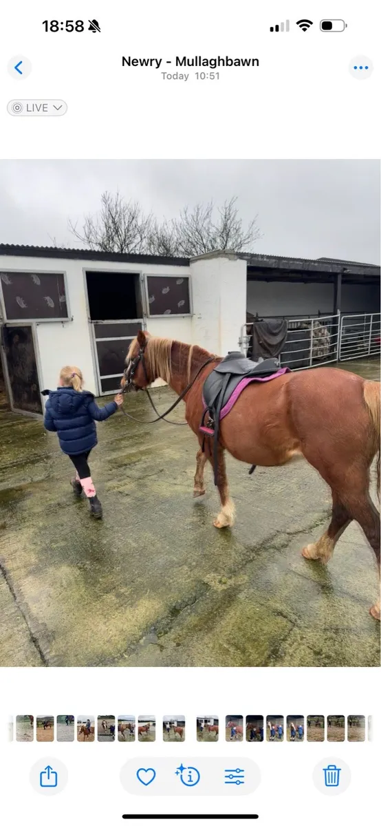 One in a million beginner pony - Image 3