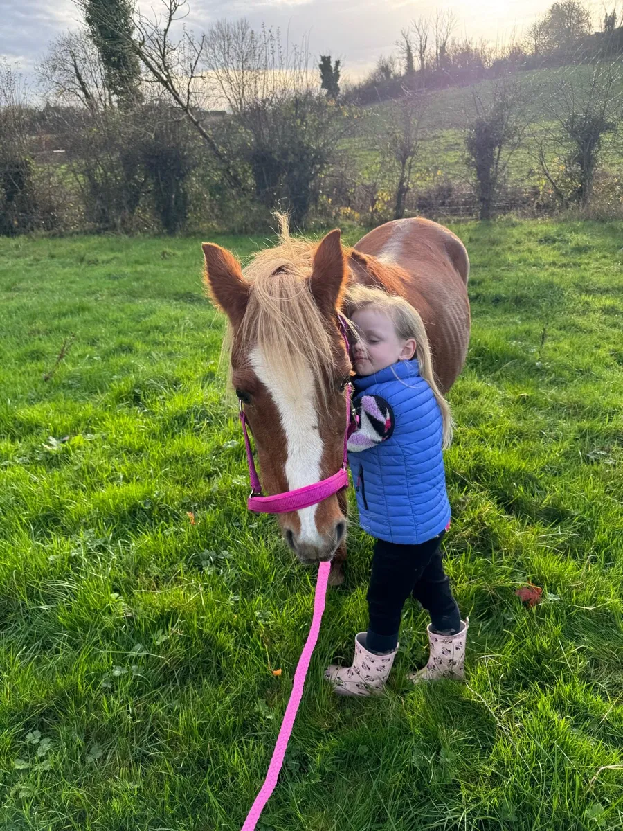 One in a million beginner pony - Image 4