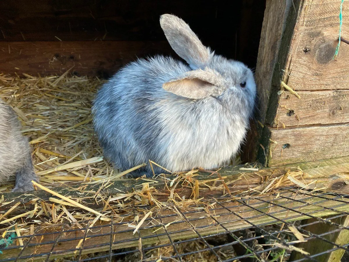 Bunnies,  Rabbits,  Rabbit - Image 3