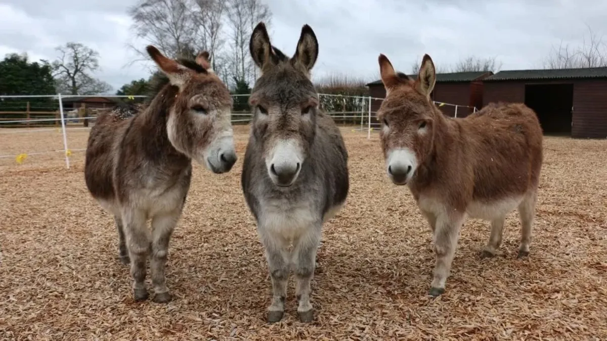 Wanted miniature donkeys - Image 1