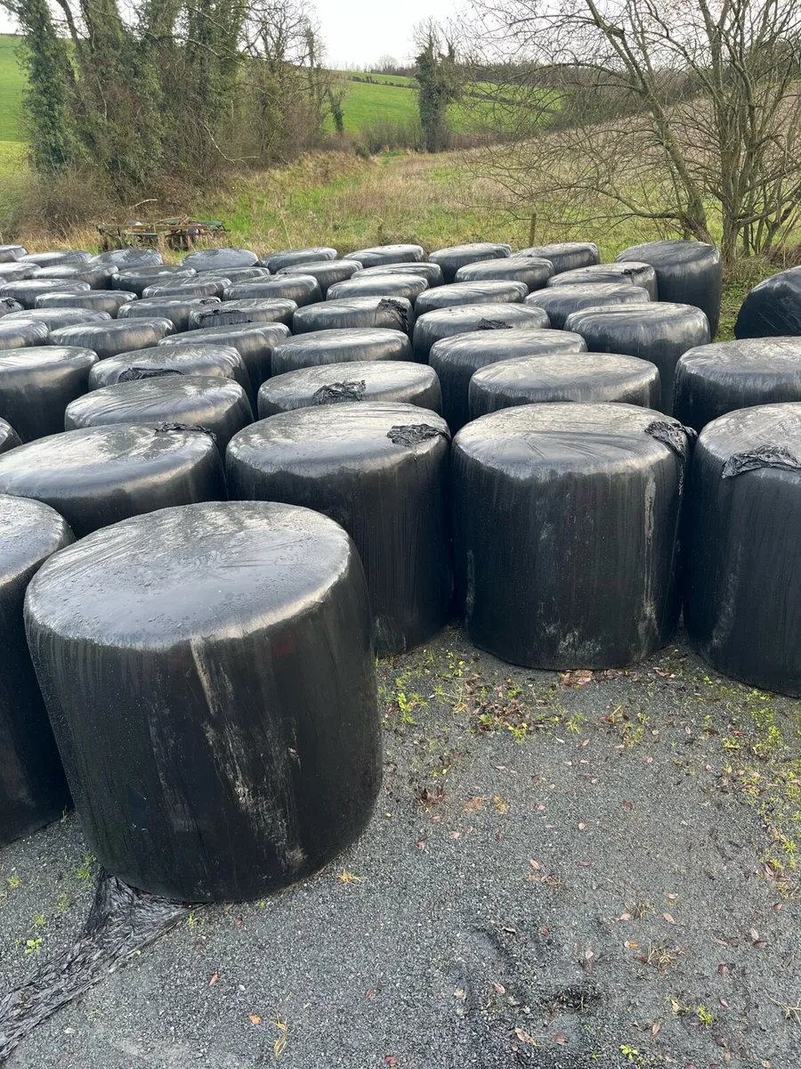 Bales of Silage - Image 2