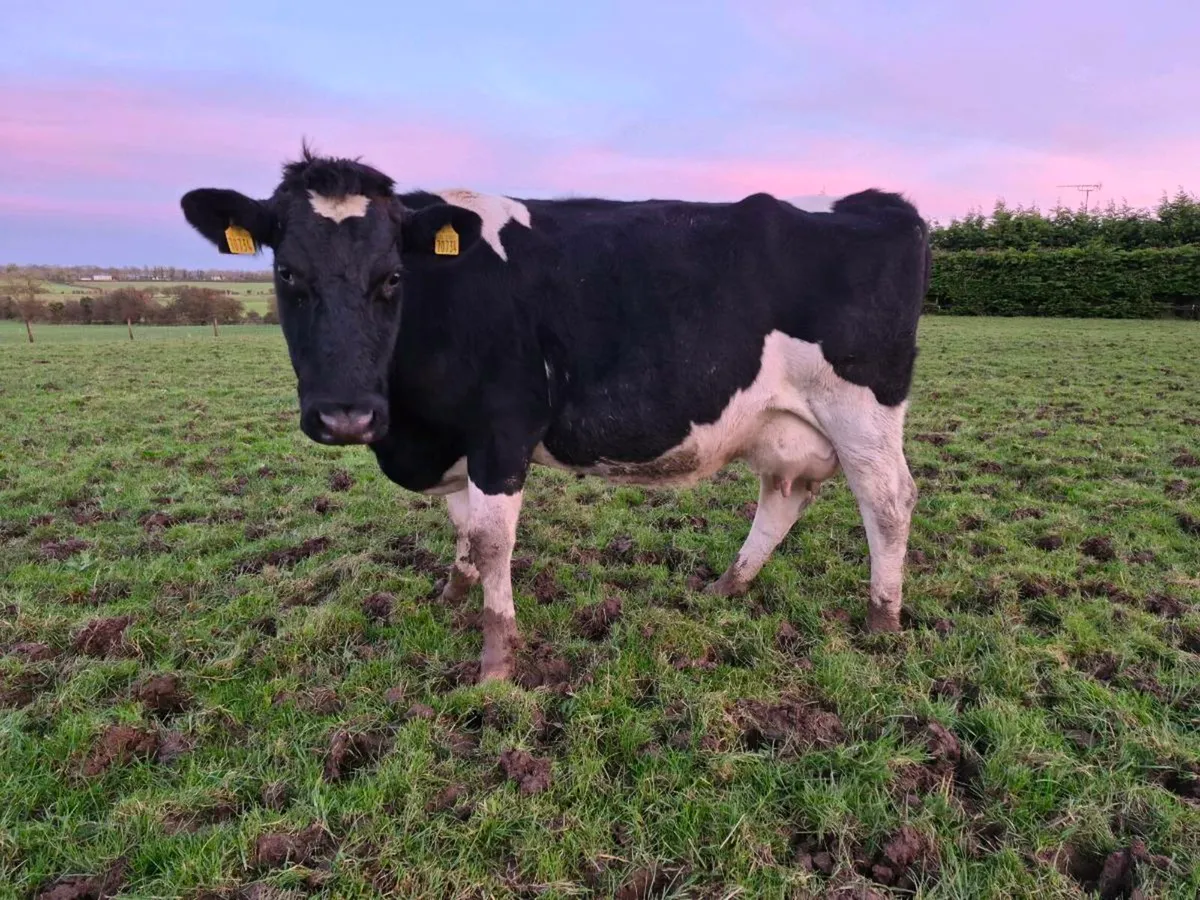 British friesen springer - Image 1