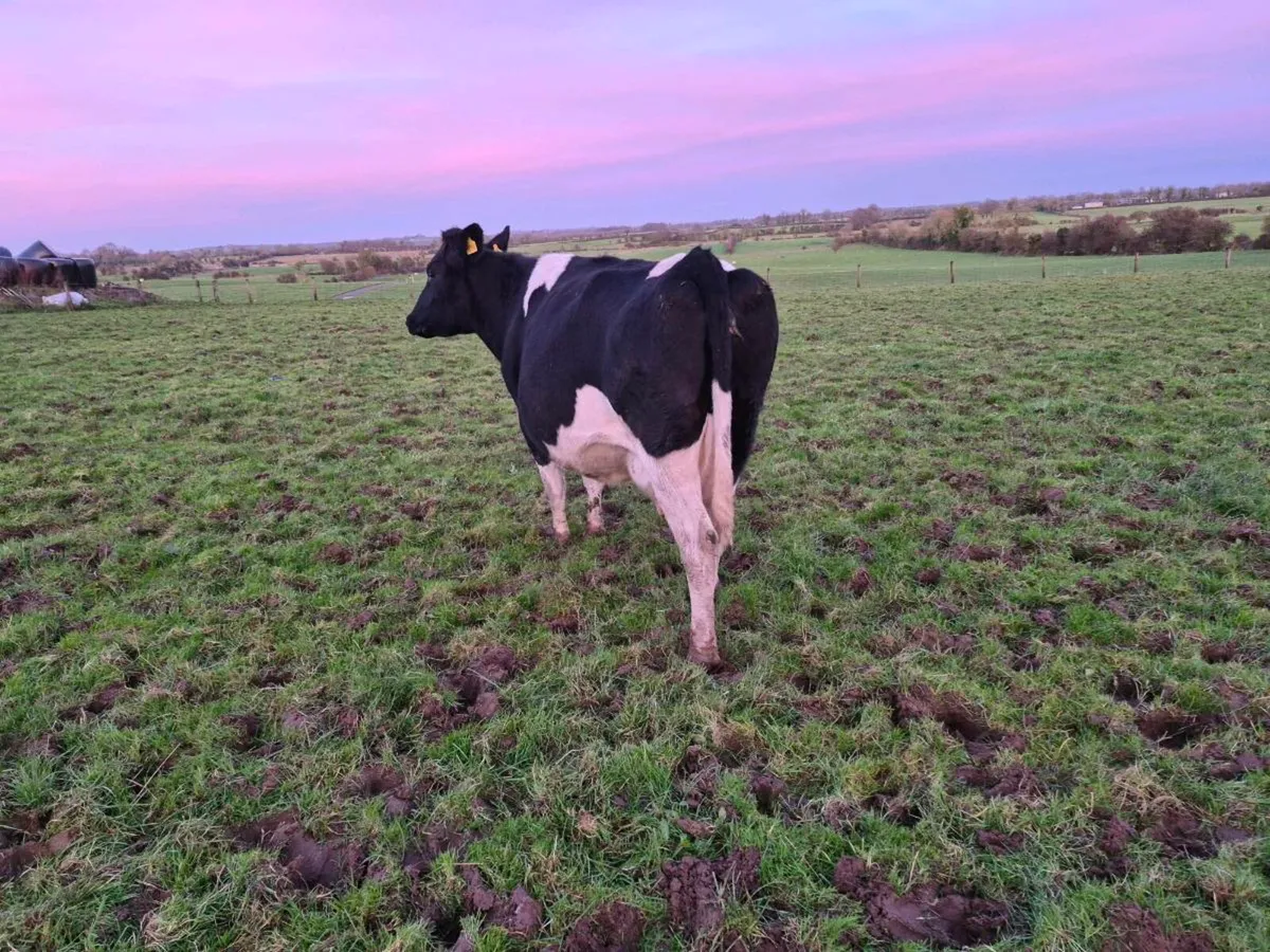 British friesen springer - Image 3