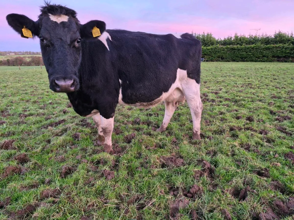 British friesen springer - Image 4