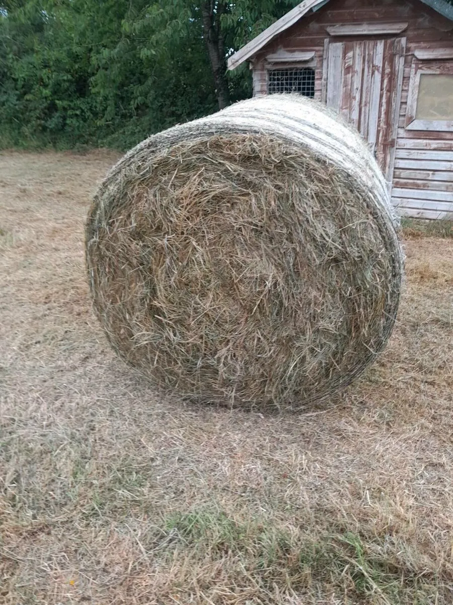 Top class organic horse  haylage and straw - Image 2