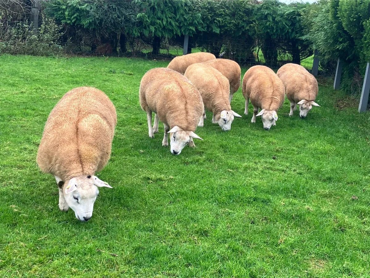 In Lamb Texel Hoggets For Roscommon Mart - Image 1