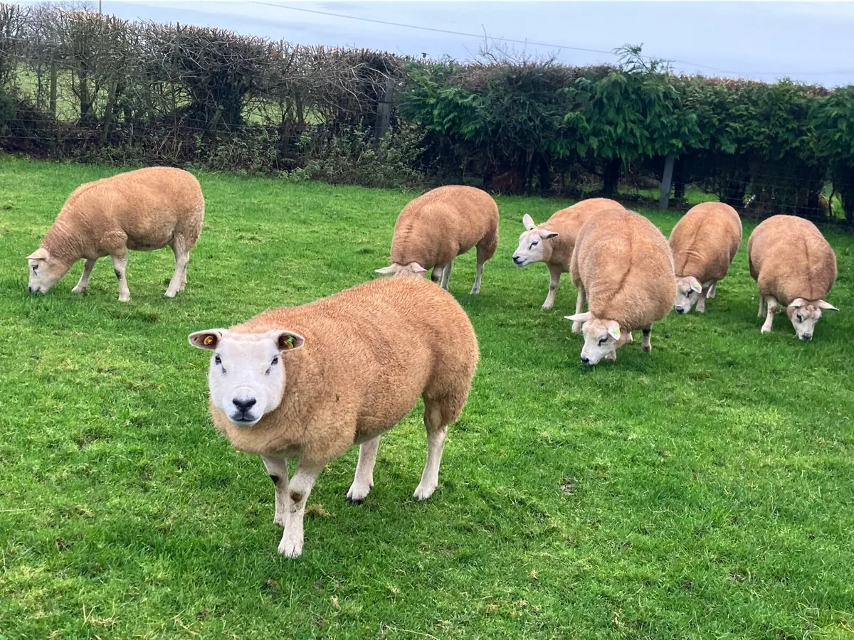 In Lamb Texel Hoggets For Roscommon Mart - Image 4