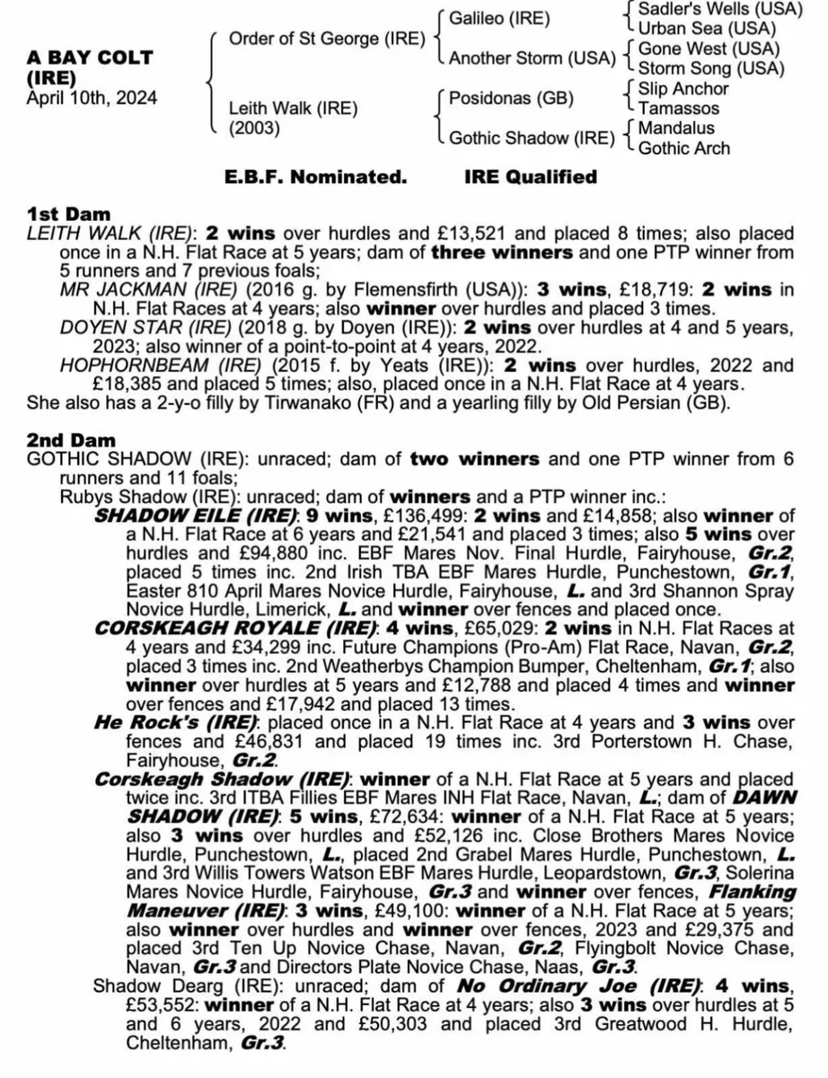 Old Persian filly - Image 3