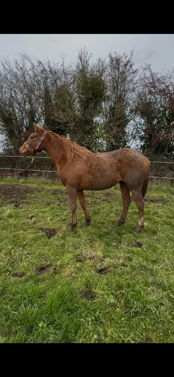 Old Persian filly - Image 2