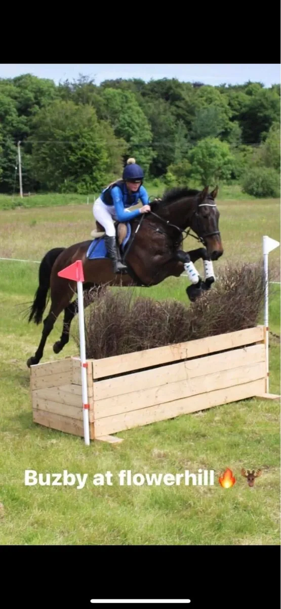 8yo 17hh hunt/eventer… - Image 1