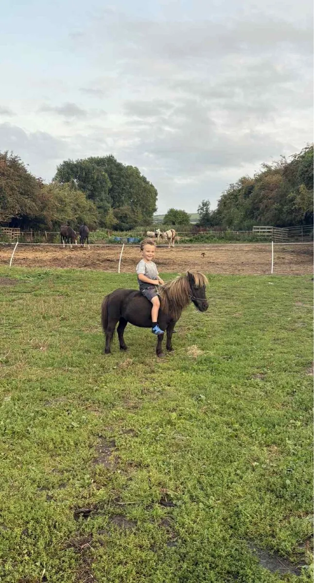 Black mare pony with cart and harness - Image 3