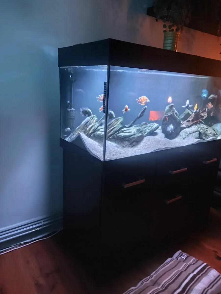 Aquarium  fish tank - Image 1