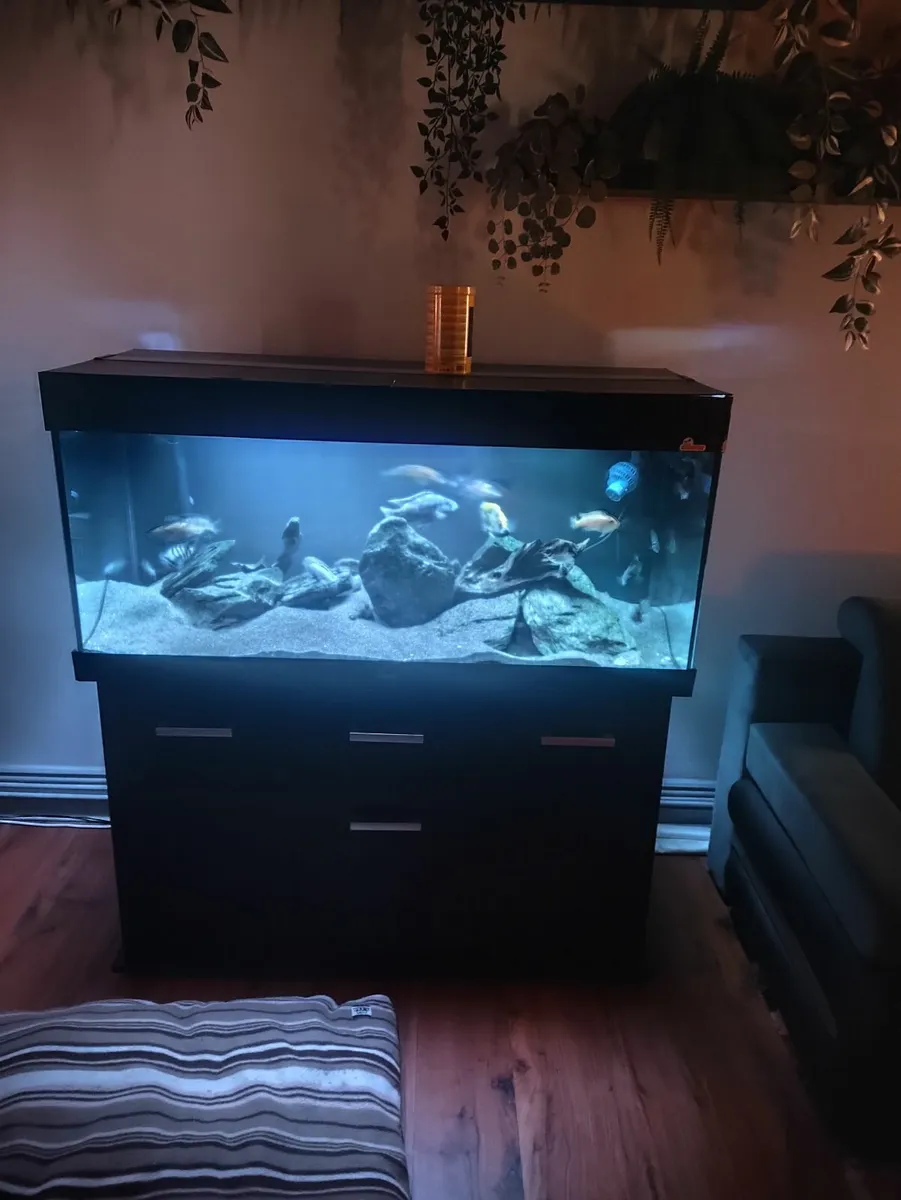 Aquarium  fish tank - Image 2