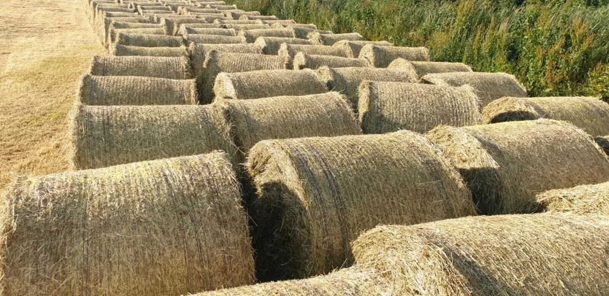 Hay and silage for sale. - Image 2