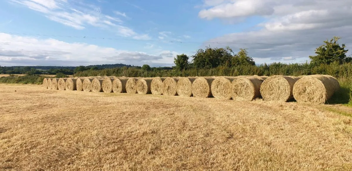 Hay and silage for sale. - Image 3