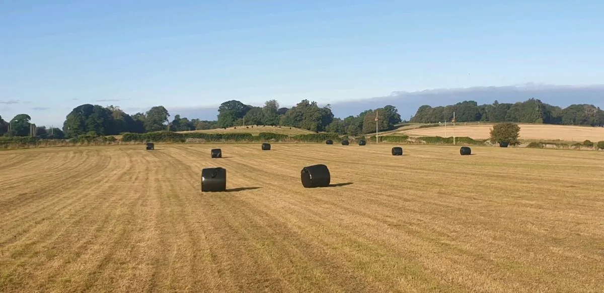 silage for sale. - Image 2