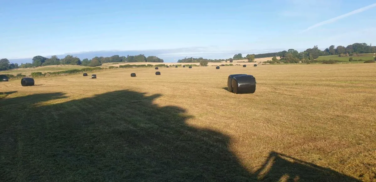 silage for sale. - Image 3