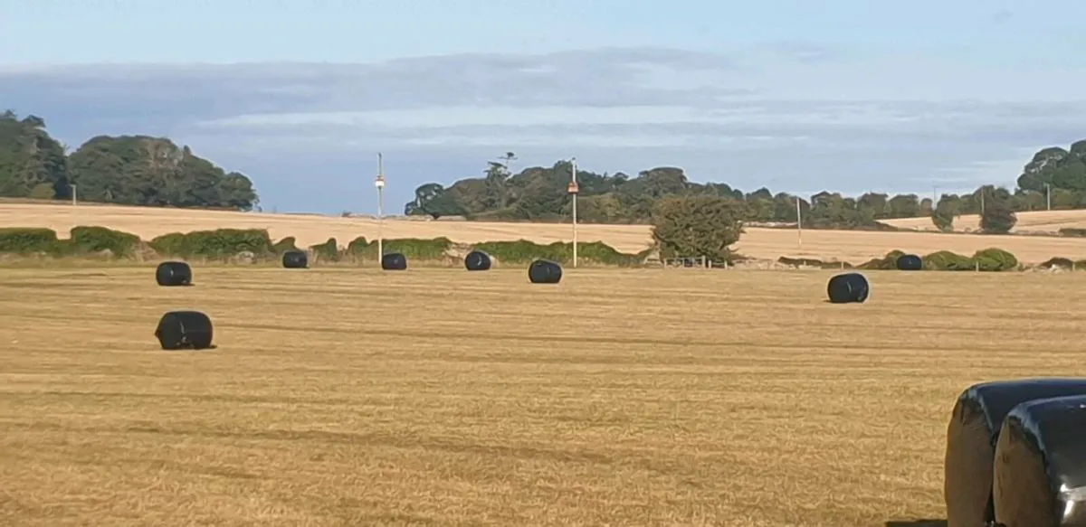 silage for sale. - Image 4