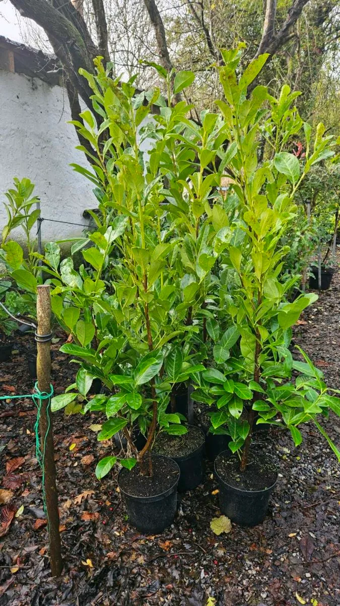 Potted Laurel Hedging 3ft - Image 2