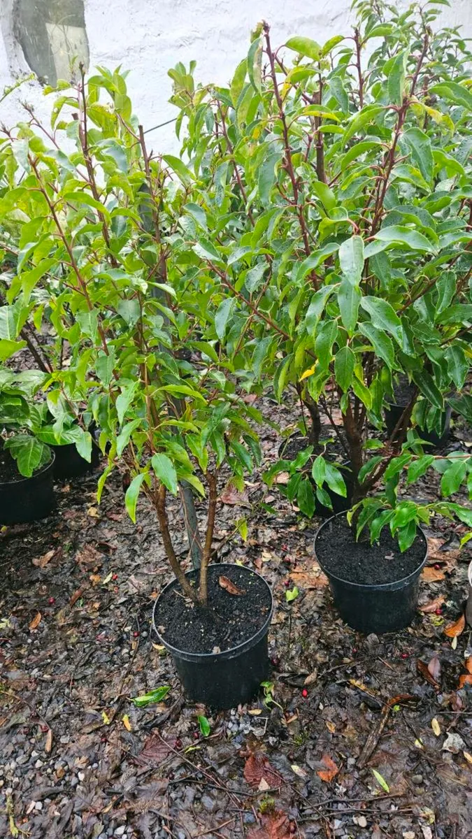 Potted Laurel Hedging 3ft - Image 3