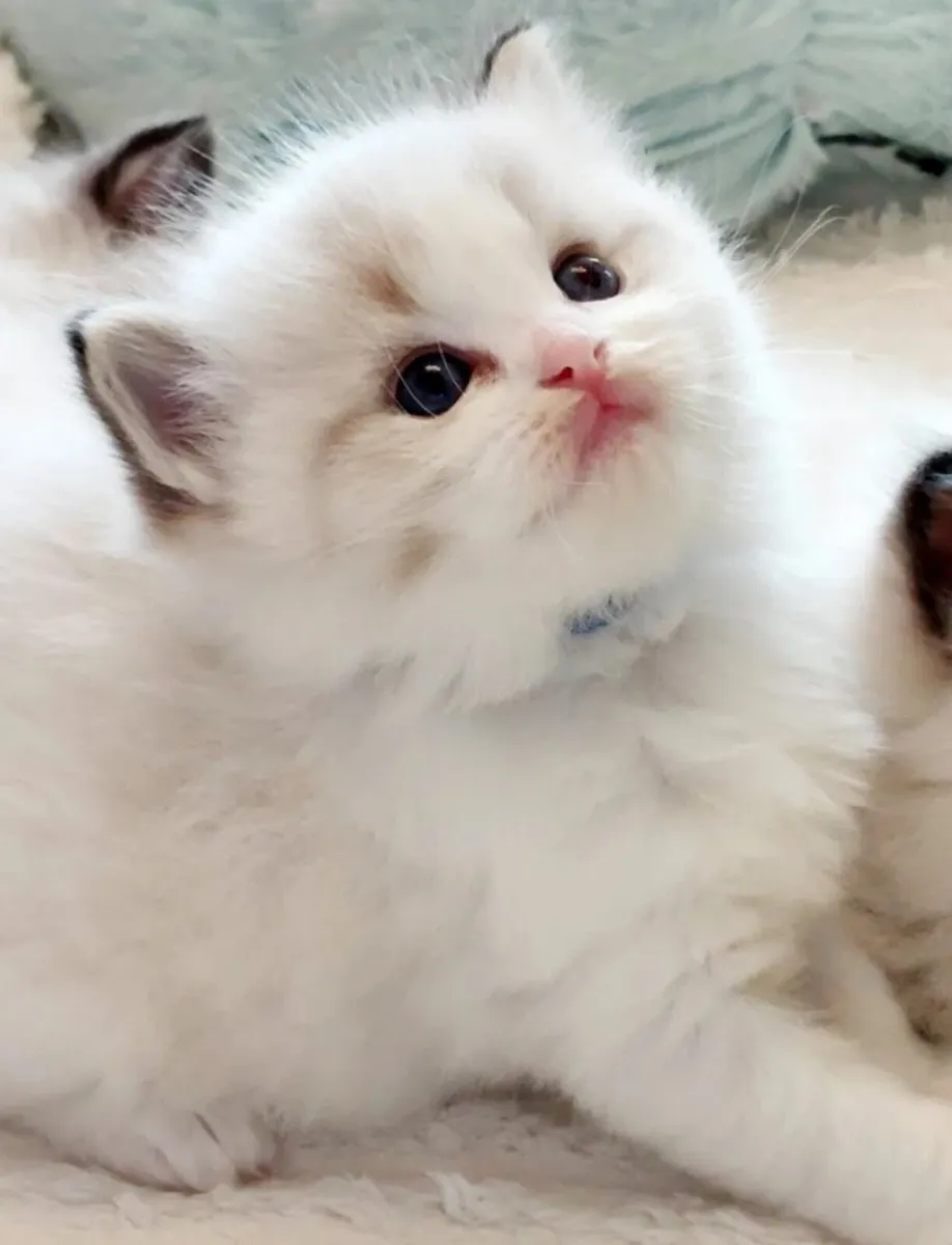 Stunning Ragdoll Kittens ❤️ - Image 3