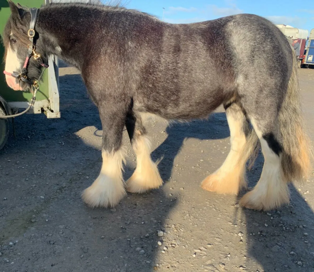 3yr Blue Roan Gypsy Cob Gelding - Image 1