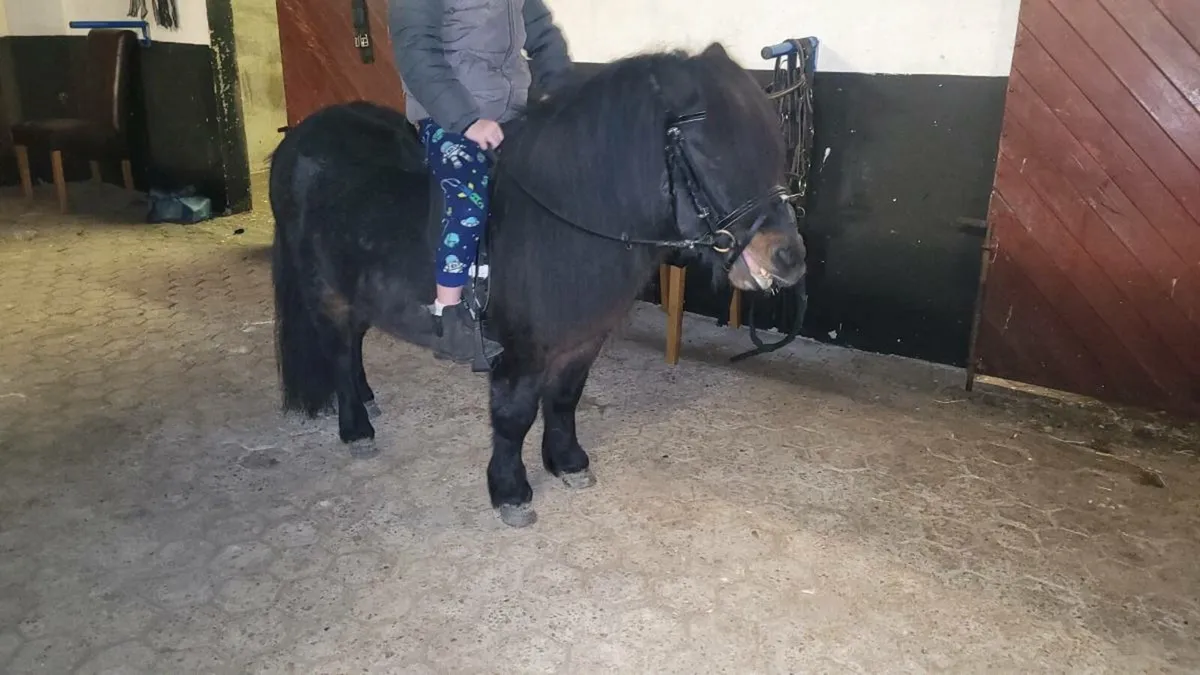 Teddy 10yr 36" Black Shetland Stallion - Image 1