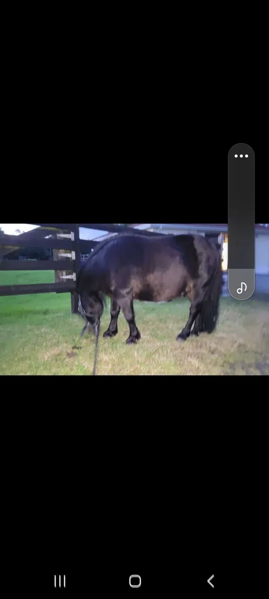 Teddy 10yr 36" Black Shetland Stallion - Image 3