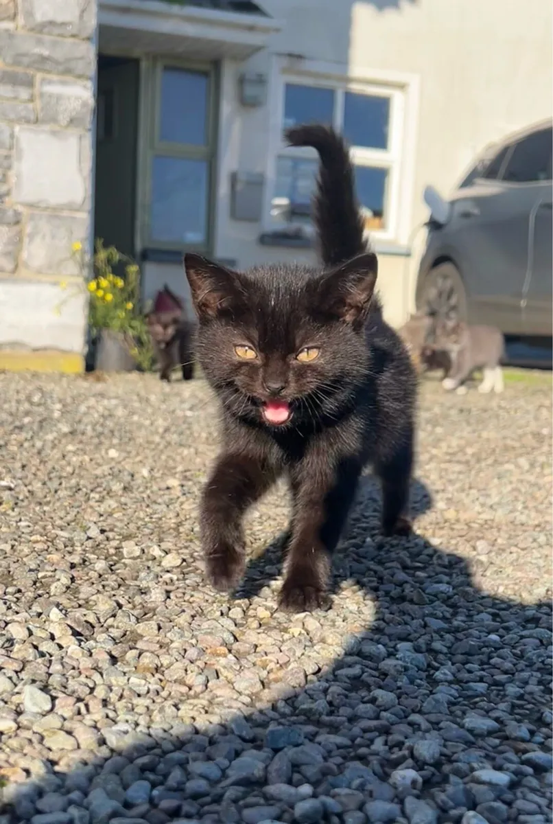 Affectionate cross-bred kittens - Image 2